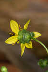 Kidneyleaf rosinweed